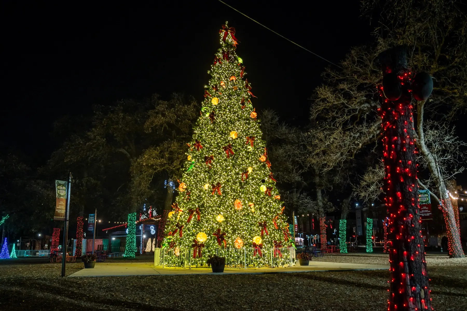 Large illuminated outdoor Christmas tree surrounded by red-and-white wrapped trees