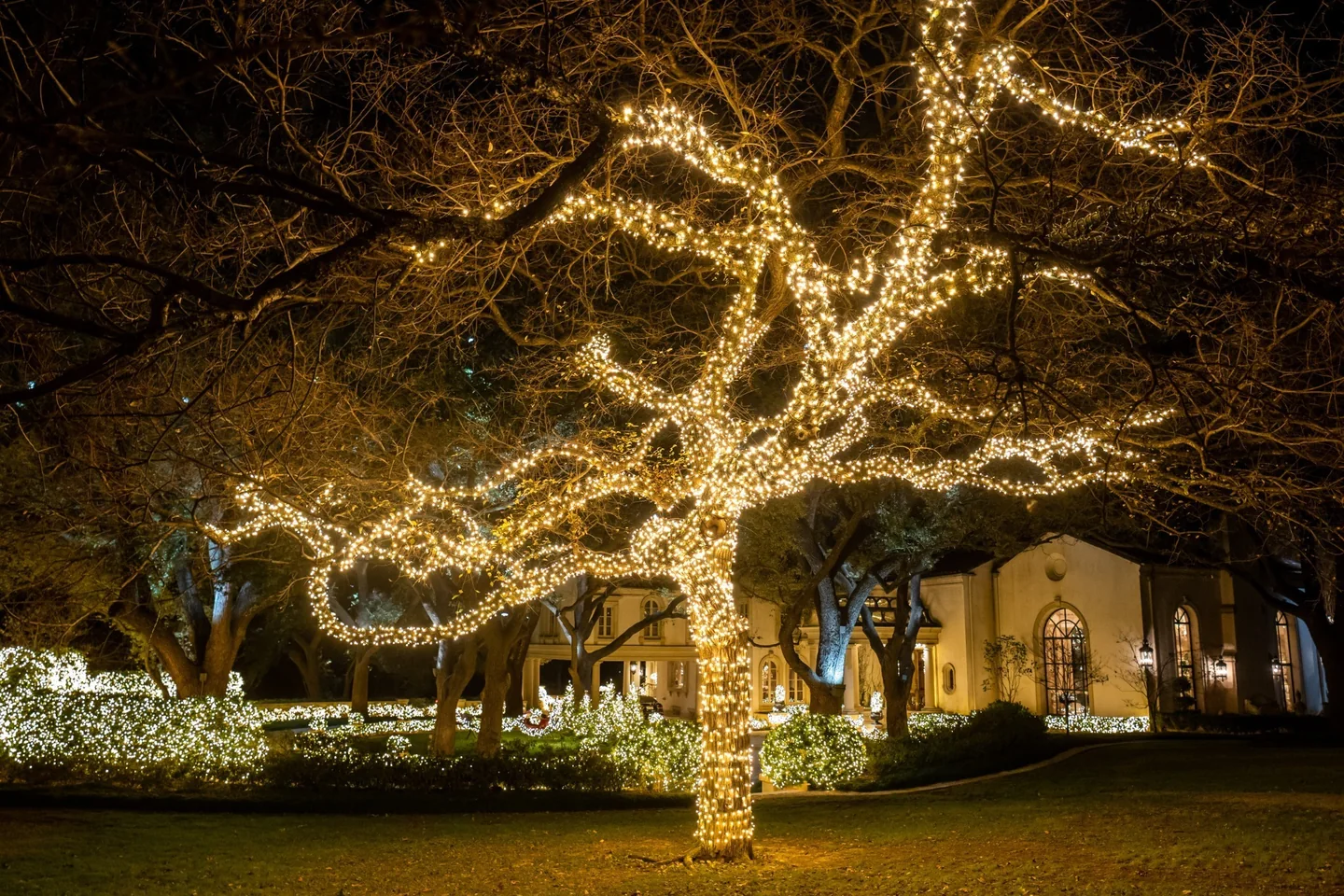 Mature trees and landscaping wrapped densely in warm white holiday lights at a large home