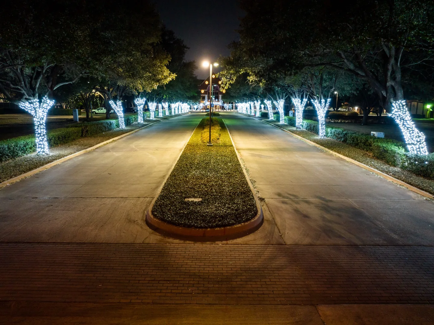 Boulevard lined with mature trees wrapped densely in cool white holiday lights