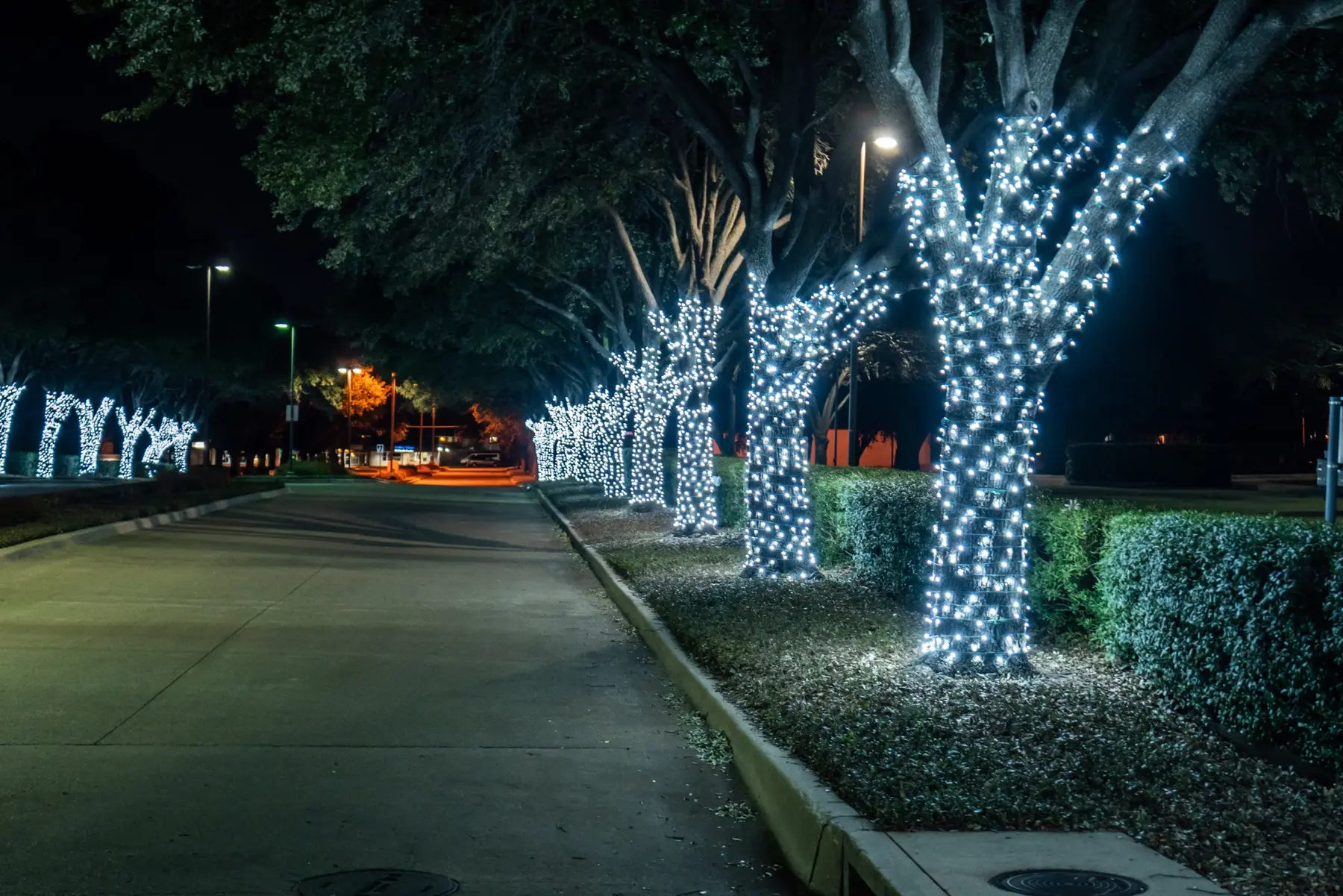 Drive lined with mature trees wrapped densely in cool white holiday lights