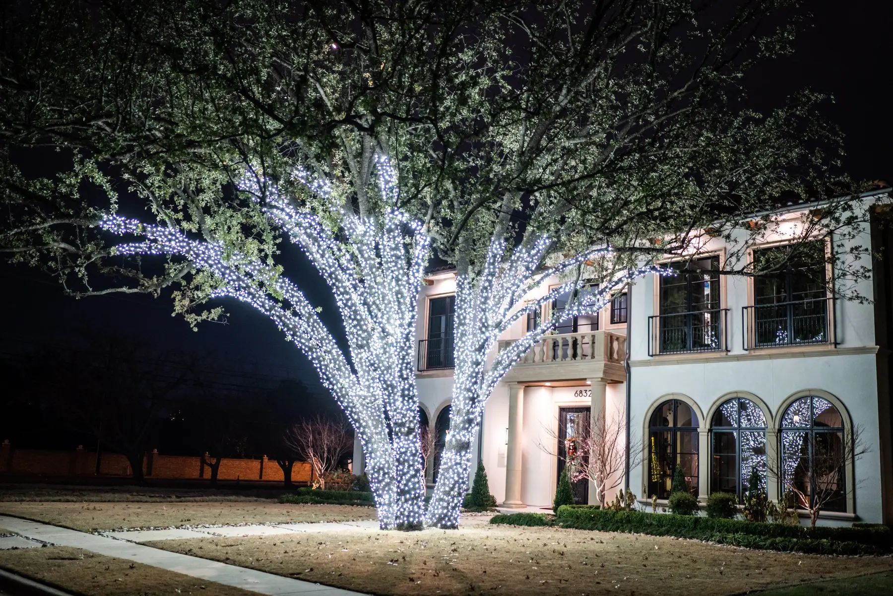 Two mature oak trees wrapped densely in cool white Christmas lights in front of a home