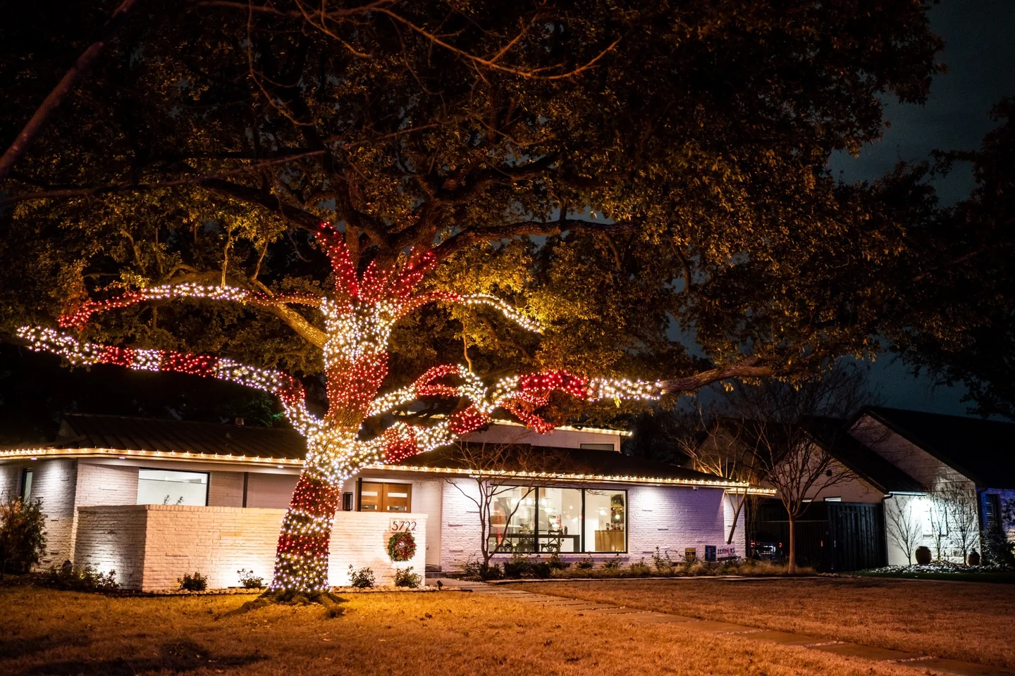 Large oak wrapped in alternating red and warm white holiday lights